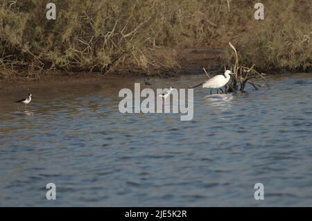 Der kleine Silberreiher Egretta garzetta und die Schwarzflügelstelzen Himantopus himantopus. Nationalpark Oiseaux du Djoudj. Saint-Louis. Senegal. Stockfoto