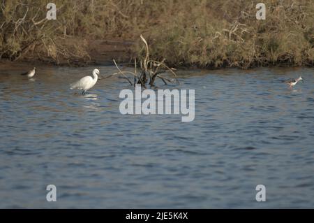 Egret Egretta garzetta und Himantopus himantopus mit schwarzen Flügeln. Nationalpark Oiseaux du Djoudj. Saint-Louis. Senegal. Stockfoto