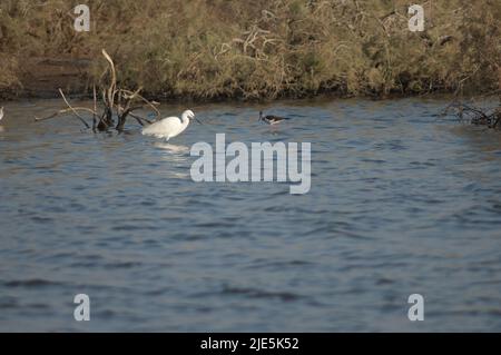 Egret Egretta garzetta und Himantopus himantopus mit schwarzen Flügeln. Nationalpark Oiseaux du Djoudj. Saint-Louis. Senegal. Stockfoto