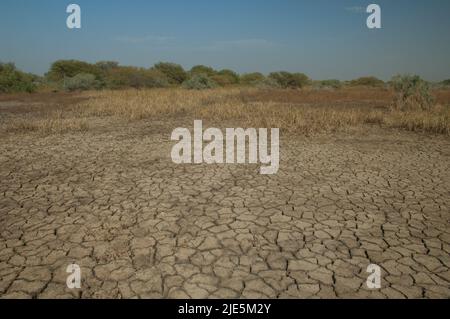 Trockene Lagune im Nationalpark Oiseaux du Djoudj. Saint-Louis. Senegal. Stockfoto