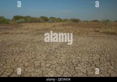 Trockene Lagune im Nationalpark Oiseaux du Djoudj. Saint-Louis. Senegal. Stockfoto