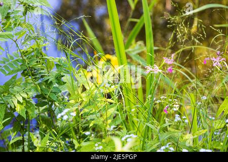 Malerisches Gras aus nächster Nähe an der Küste des Waldteiches am sonnigen Sommertag Stockfoto