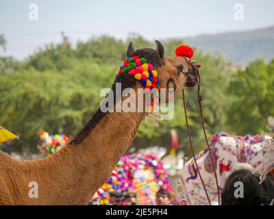 Pushkar, Rajasthan / Indien - 5. November 2019 : dekoriertes Kamelgesicht Nahaufnahme Bild in der indischen Wüste ländlichen Dorf Stockfoto