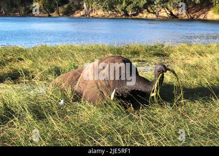 Elefant im Chobe National Park, Botswana Stockfoto