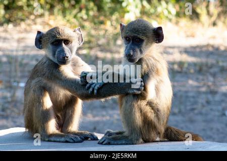 Paviane im Chobe National Park, Botswana Stockfoto