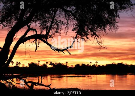 Mokorofahrt bei Sonnenuntergang im Okavango-Delta Stockfoto