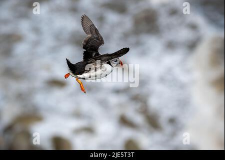 Atlantic Puffin, fratercula arctica, im Flug über Ozeane Wellen, Flamborough Headland, East Riding, Yorkshire, Großbritannien Stockfoto