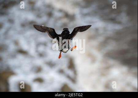 Atlantic Puffin, fratercula arctica, im Flug über Ozeane Wellen, Flamborough Headland, East Riding, Yorkshire, Großbritannien Stockfoto