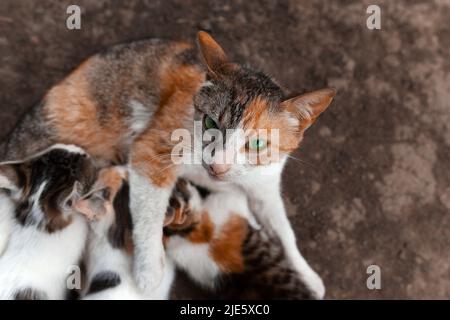 Grün-Augen rot gefleckte Katze schaut in die Linse. Stillt 3 Jungtiere Stockfoto