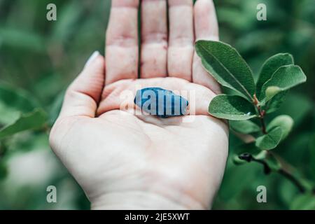 Die Hände der Frauen halten eine große Geißelbeere. Erste Ernte von frischem Geißbauch. Stockfoto