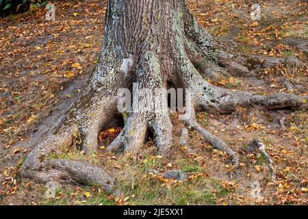 Ein Teil des Wurzelsystems aus Bäumen, die unter dem Boden herausgucken, der Stamm eines Baumes in der Herbstsaison Stockfoto