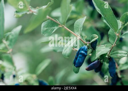 Reife blaue Geißelbeeren wachsen auf dem grünen Zweig, kopieren Raum Stockfoto