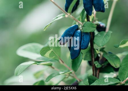 Reife Geißelbeeren mit Blättern auf einem grünen Ast, Platz kopieren Stockfoto