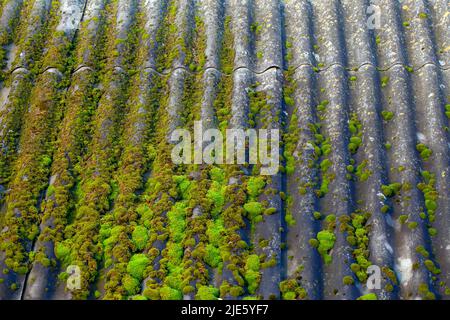 Das Dach aus Schiefer wuchs mit Moos und Flechten, ein Teil des Daches des Gebäudes war mit grünem Moos bedeckt Stockfoto