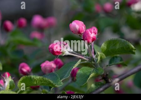 Im Frühjahr öffnen sich im Garten Rosenstöpsel auf einem Apfelbaum. Stockfoto