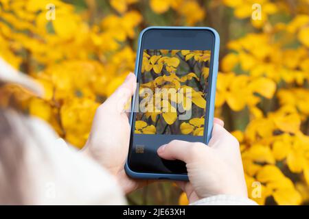 Mädchen macht Bilder auf der Kamera des Telefons gelben Herbstlaub. Stockfoto