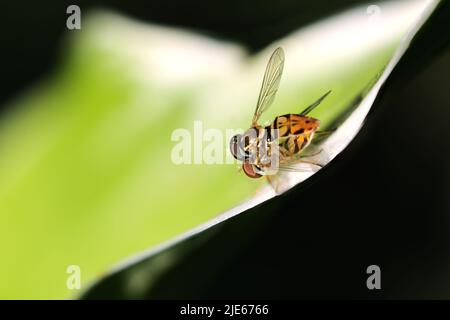 Die Paarungsblume fliegt an einem Juninachmittag Stockfoto