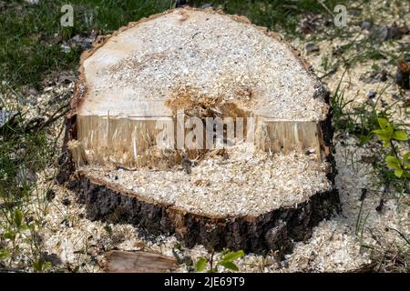 Baumstümpfe und Äste nach dem Holzeinschlag im Wald, Entwaldung, um Holz als Baumaterial zu erhalten Stockfoto