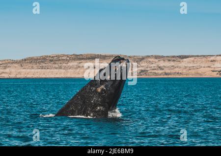 Right Whale Jumping , Eubalaena Autralis, glacialis, Patagonien , Peninsula Valdes, Patagonien, Argentinien. Stockfoto