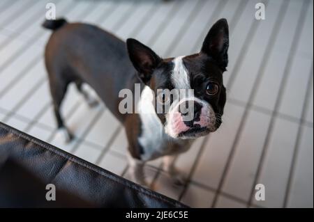 Eineinhalb Jahre alter Boston Terrier Stockfoto