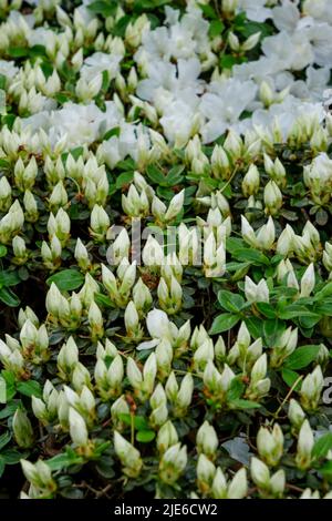 Blumen und Knospen der weißen Azaleen, die im Garten des Hauses im Frühling wachsen Stockfoto