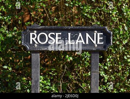 Rose Lane Stockfoto