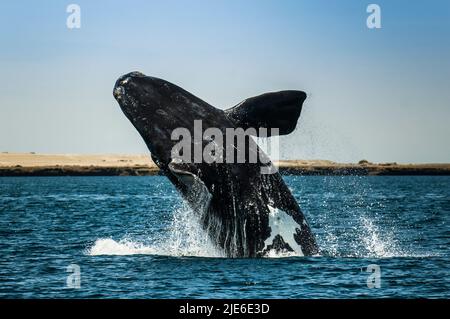Right Whale Jumping , Eubalaena Autralis, glacialis, Patagonien , Peninsula Valdes, Patagonien, Argentinien. Stockfoto