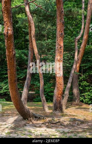 Donggureong East neun königliche Gräber der Joseon-Dynastie in Guri, Provinz Gyeonggi in Südkorea am 25. Juni 2022 Stockfoto