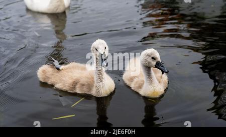 Double Trouble Stockfoto