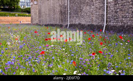 Superbloom, Tower of London, 2022. Um den Graben des Turms wurden 20 Millionen Wildsamen, einschließlich Mohnblumen und Kornblumen, gepflanzt Stockfoto