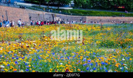 Superbloom im Tower of London, Juni 2022. Besucher, die durch den Tower of London wandern, der mit 20 Millionen Wildsamen bepflanzt wurde Stockfoto