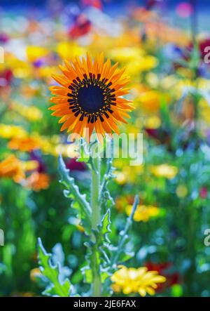 Schöne Sonnenblume in voller Blüte mit einem natürlichen floralen Hintergrund aus Fokus Stockfoto