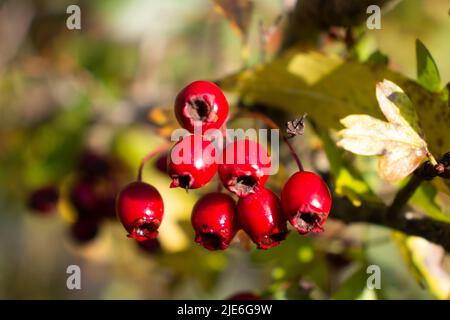 Nahaufnahme der roten Weißdorn reifen Winterfrucht mit einem Natürlicher grüner Hintergrund Stockfoto