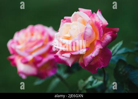 Pullman Orient Express Rose (Love and Peace) rote und gelbe Hybrid-Teerosen im Garten Stockfoto