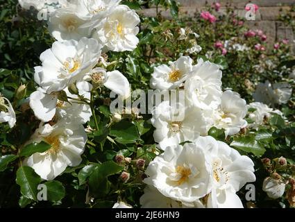 Ein weißer Rosenstrauch mit einer großen Menge an Blüten. Es ist eine halbdoppelte Sprührose. Stockfoto