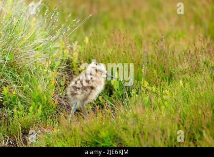 Nahaufnahme eines jungen Curlew-Kükens, wissenschaftlicher Name: numenius arquata, in natürlichem Yorkshire-Moor-Lebensraum, nach rechts gerichtet. Curlews sind in schweren d Stockfoto