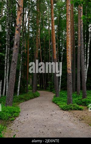 Schotterweg in einem Sommerwald in Finnland Stockfoto