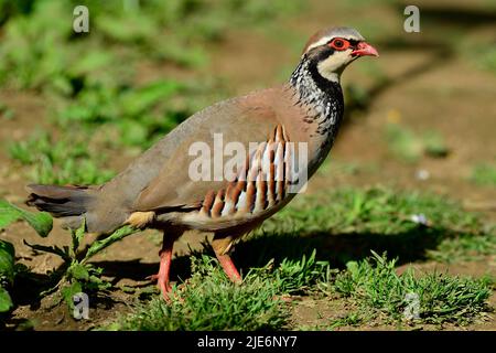 Erwachsene Rotbeinige Rebhuhn auf der Nahrungssuche im Wald im Frühjahr Stockfoto