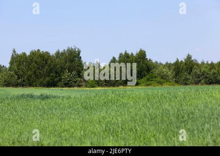 Feld mit grünen unreifen Hafer, wachsende Nutztiere ernähren grünen Hafer in einem großen Feld gibt es Schäden durch Insekten Stockfoto