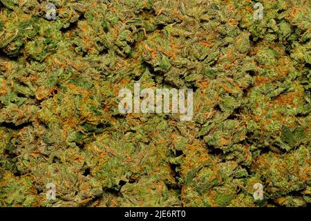 Ausgehärtete Cannabisblütenknospen Stockfoto