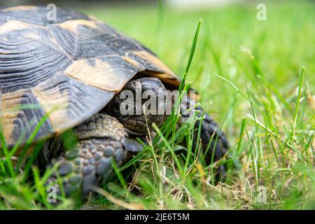 Landschildkröte sitzt im Gras Nahaufnahme. Schildkrötenportrait, Muschel und Schildkrötenkopf. Stockfoto