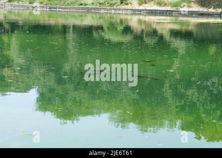 Fische schwimmen in einem schmutzigen Teich Stockfoto