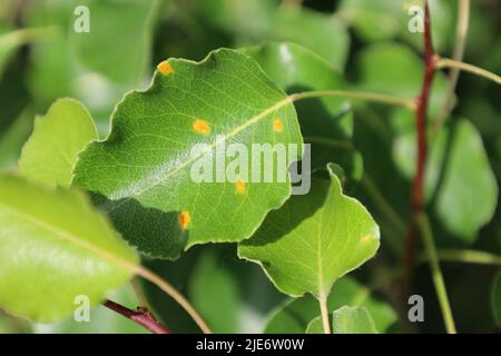 Krankheit der Birnenbäume aus der Nähe. Den Obstbaum beschädigen. Krankes Blatt der Pilzinfektion Gymnosporangium sabinae. Rostfleck auf Blättern.das Konzept der Stockfoto