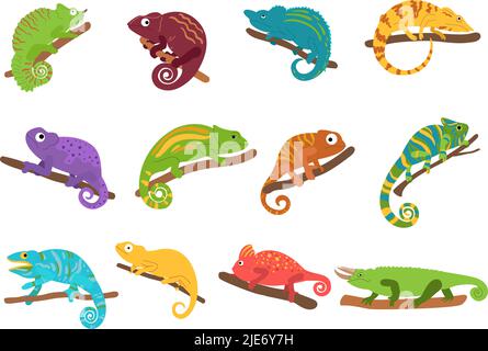 Chamäleon-Tier. Mexikanische bunte Eidechse mit kurvigen Schwanz, tropisches Reptilientier und wild exotischen Chamäleons Vektor-Set Stock Vektor