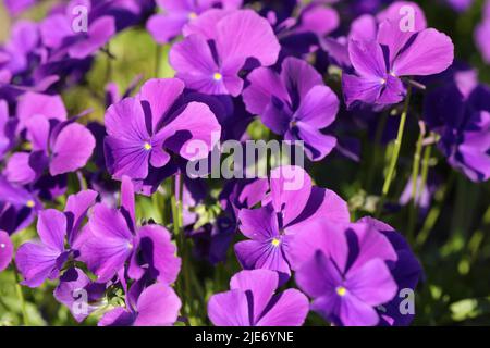 Blumen aus gehörntem Stiefmütterchen oder gehörntem Violett, Viola cornuta, im Garten Stockfoto