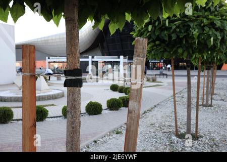 Strumpfband aus jungen Bäumen. Einen jungen Baum mit Seilen stärken. Einen jungen Baum mit Seilen stärken. Zum Schutz vor einem jungen Baum mit Garn umgaren Stockfoto