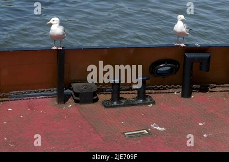 Zwei Heringsmöwen sitzen auf einem Boot, Bristol Docks, Bristol City Centre Szenen. Europäische Heringsmöwe (Larus argentatus) Stockfoto