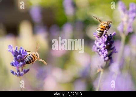 Zwei Bienen auf einer Lavendelblüte mit einem weichen pastellfarbenen Hintergrund Stockfoto