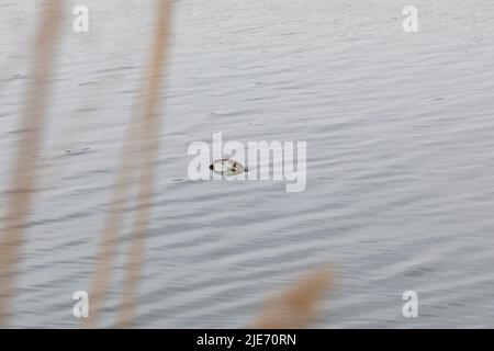 Tolles Cormorant Tauchen im Wasser Stockfoto