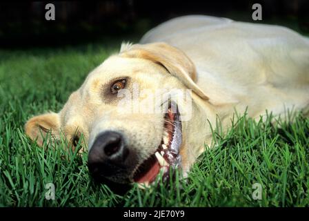 Ein Hund, der auf einem Rasen liegt Stockfoto